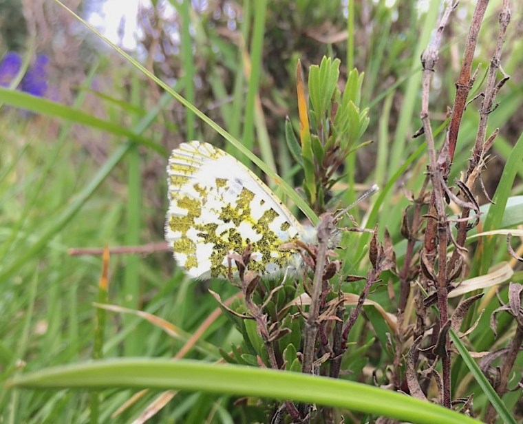 Orange Tip Butterfly (female) Dorset.jpg
