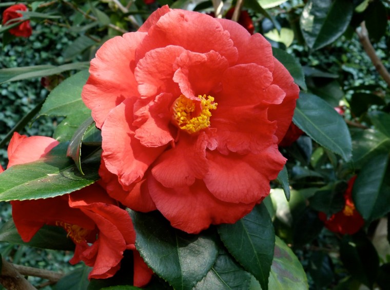 Red Camelia Cap Ferat