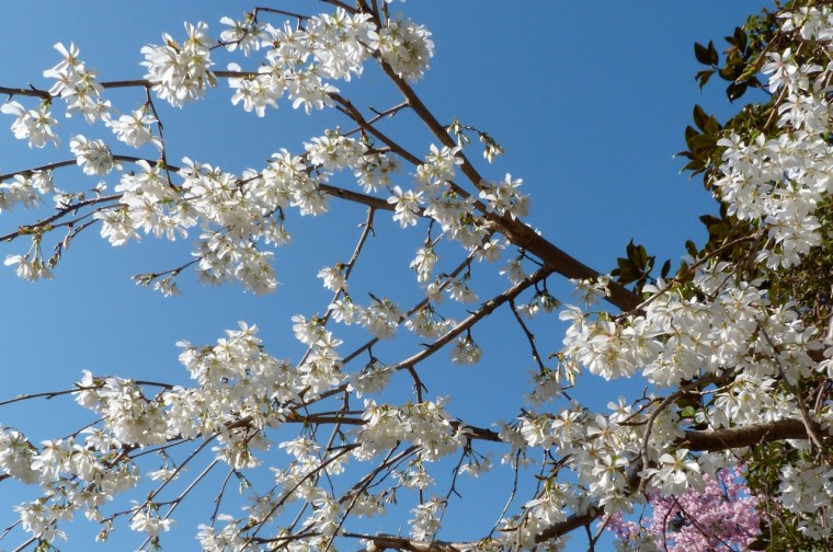 White Cherry Blossom