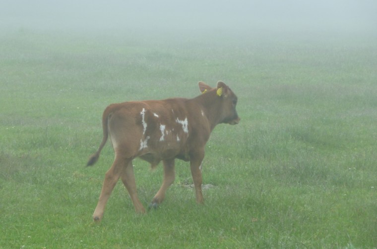 Dorset Cows in the Mist 3