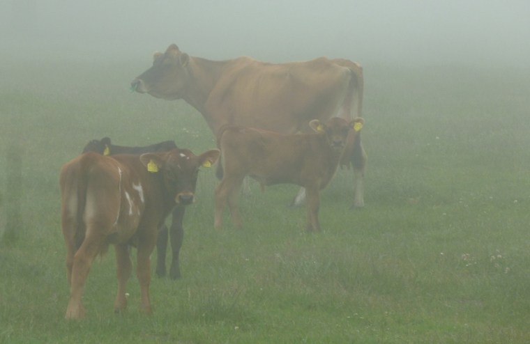 Dorset Cows in the Mist 6