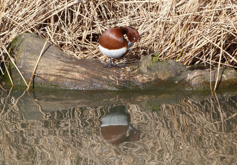 FERRUGINOUS DUCK WWT 3