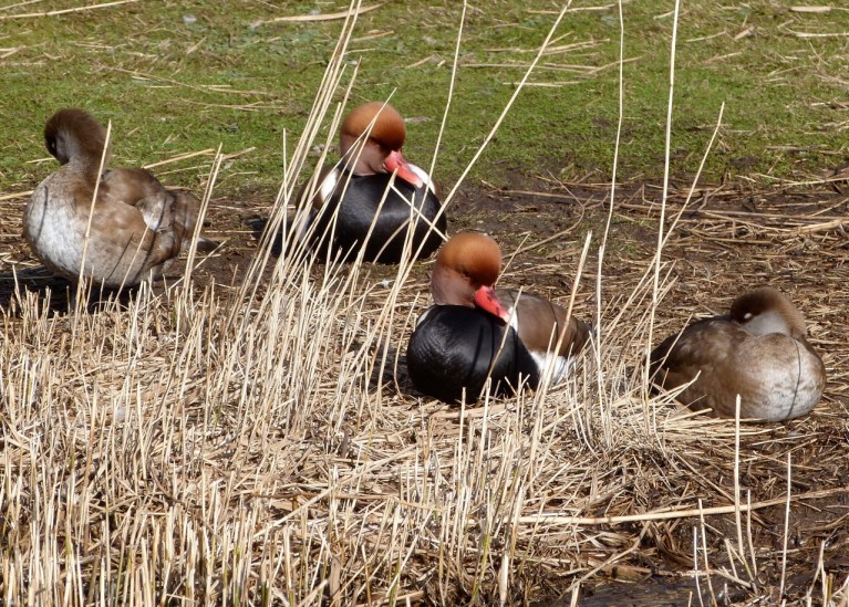 Red Crested Pochard Pairs WWT
