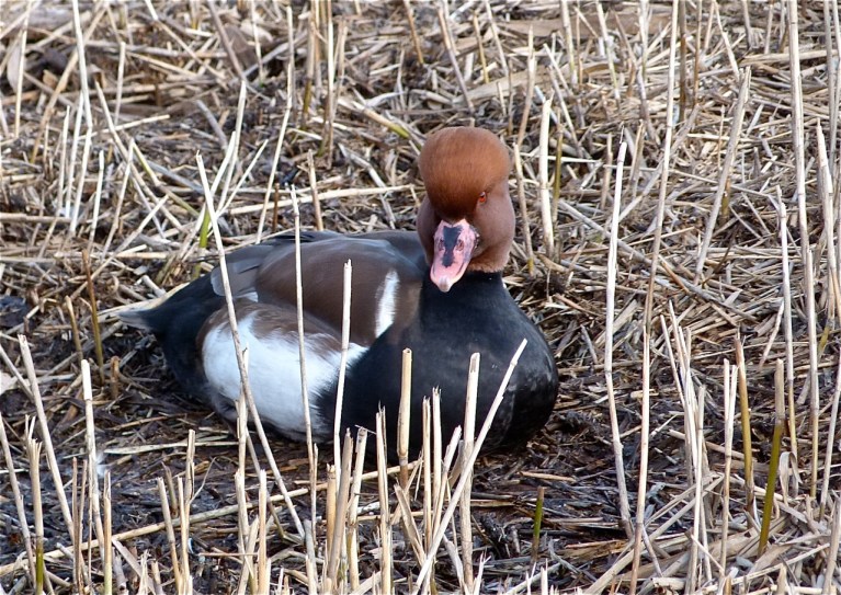 RED CRESTED POCHARD WWT 1
