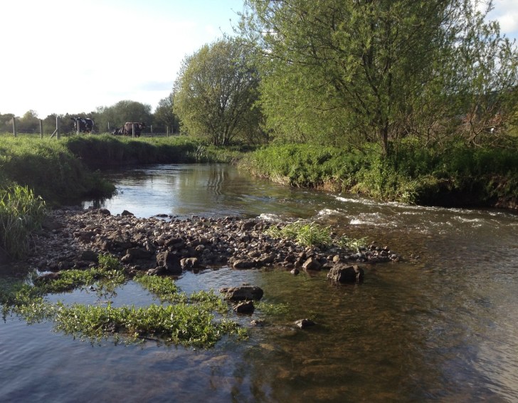 River Frome Dorset 1