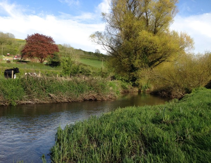 River Frome Dorset 2