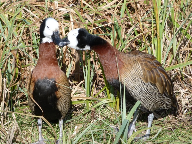 White faced whistling duck 2