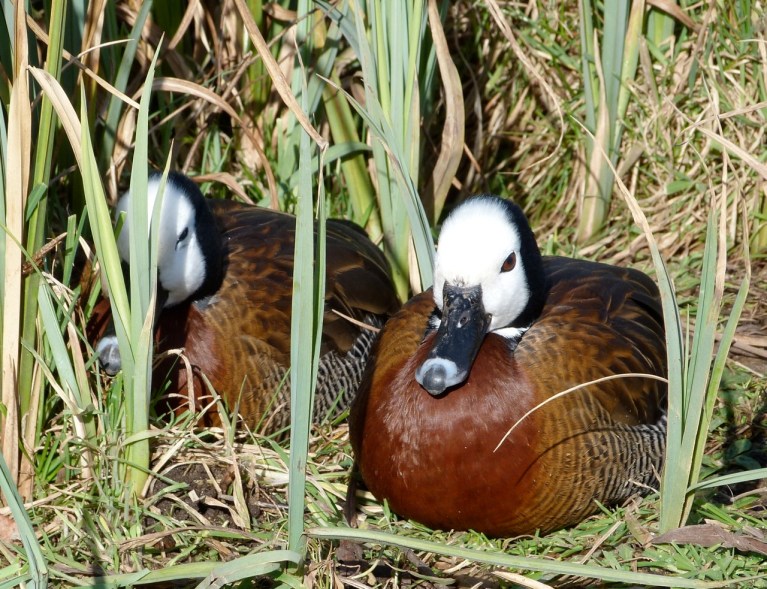White faced whistling duck 3