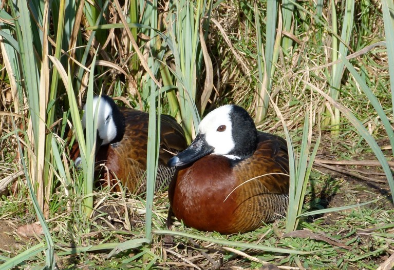 White faced whistling duck 4