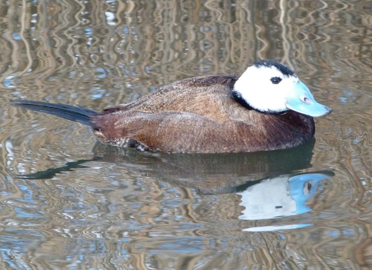 WHITE HEADED DUCKS WWT 13