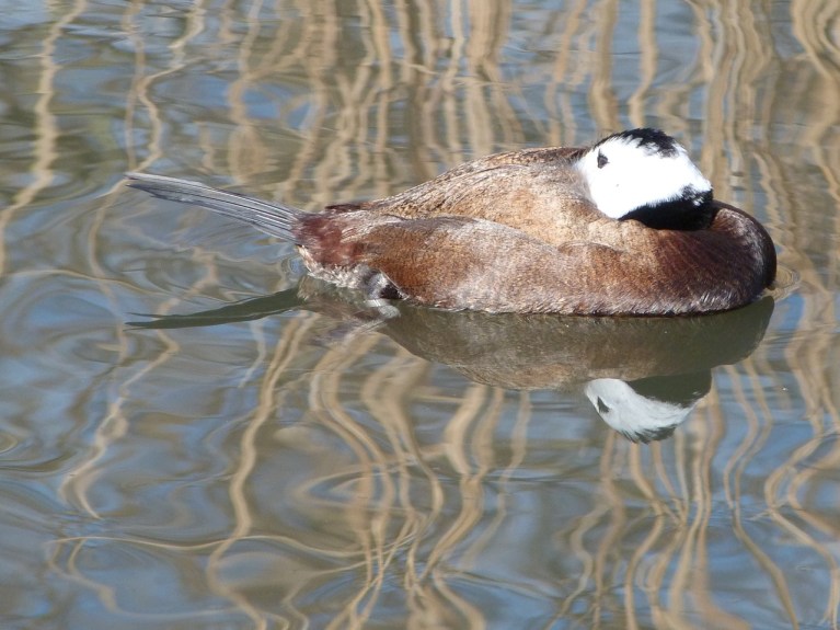 WHITE HEADED DUCKS WWT 17
