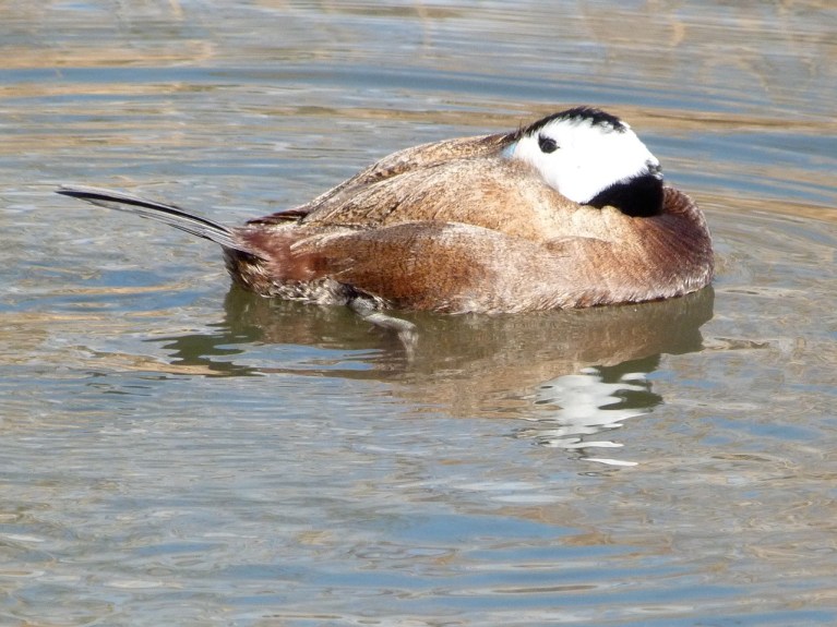 WHITE HEADED DUCKS WWT 3