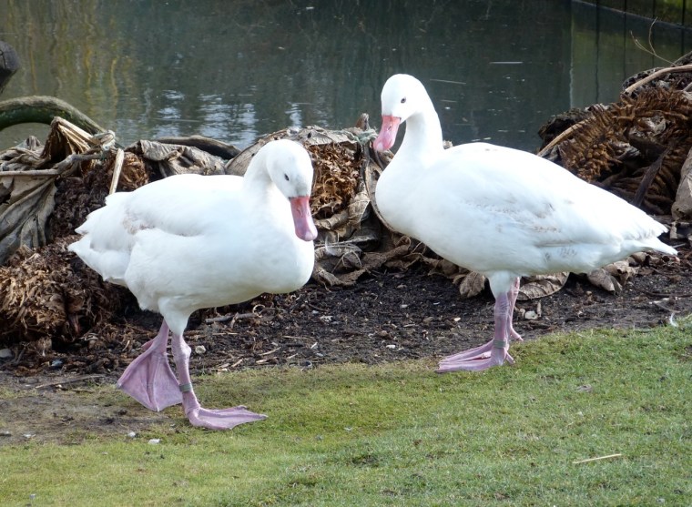White pink-footed Duck 2