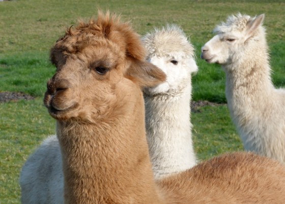Alpaca Dorset