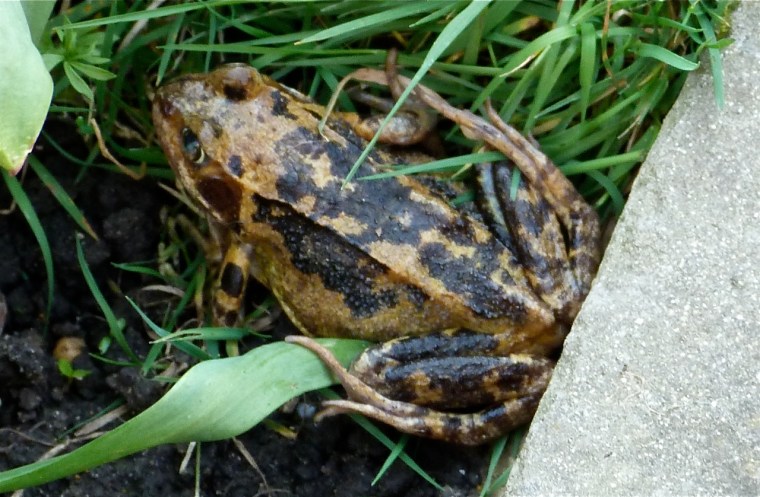 Frog 1