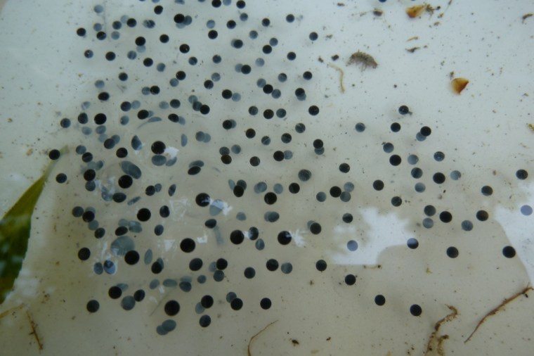 Frogspawn 2