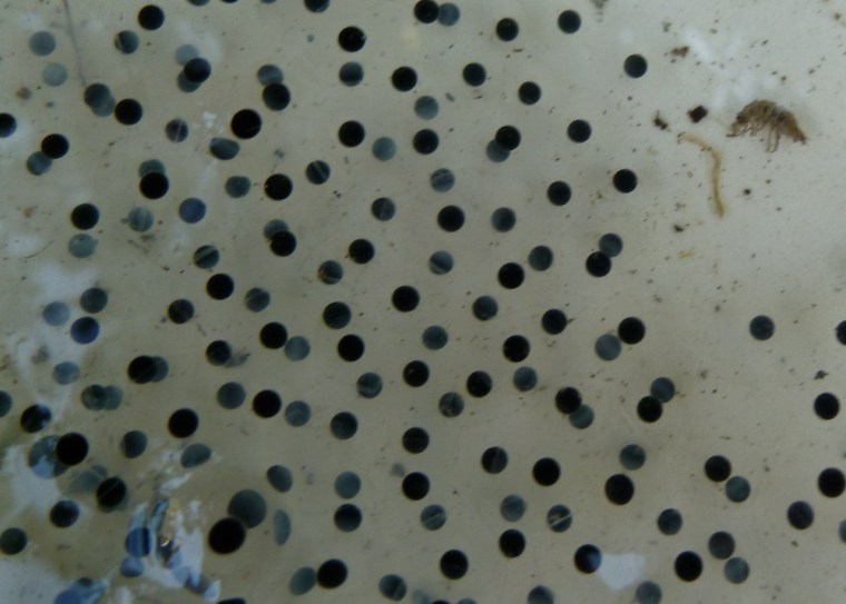 Frogspawn 3