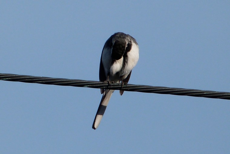 Pied Wagtail Dorset 5