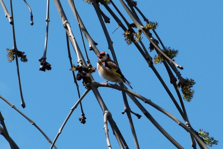 Goldfinch 1
