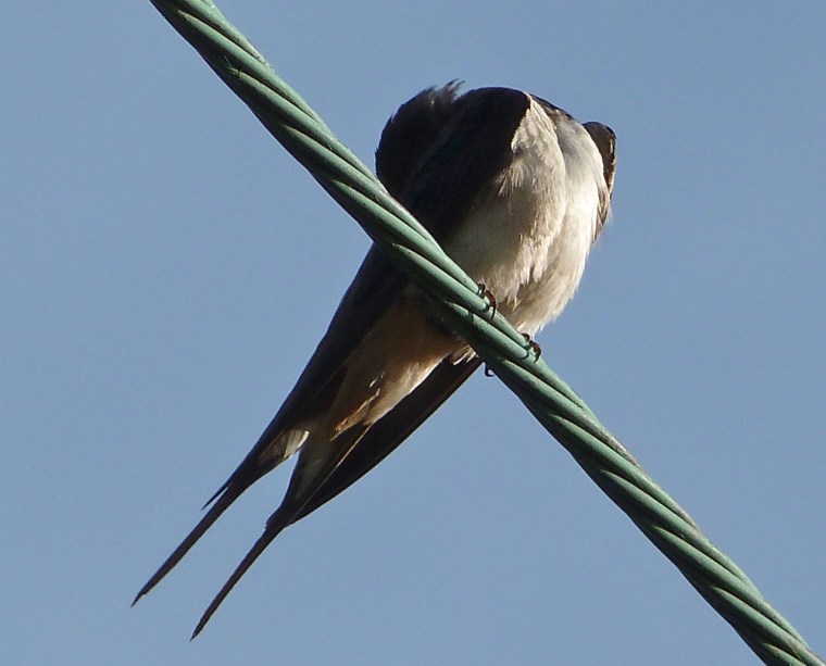 Autumn Swallow 2