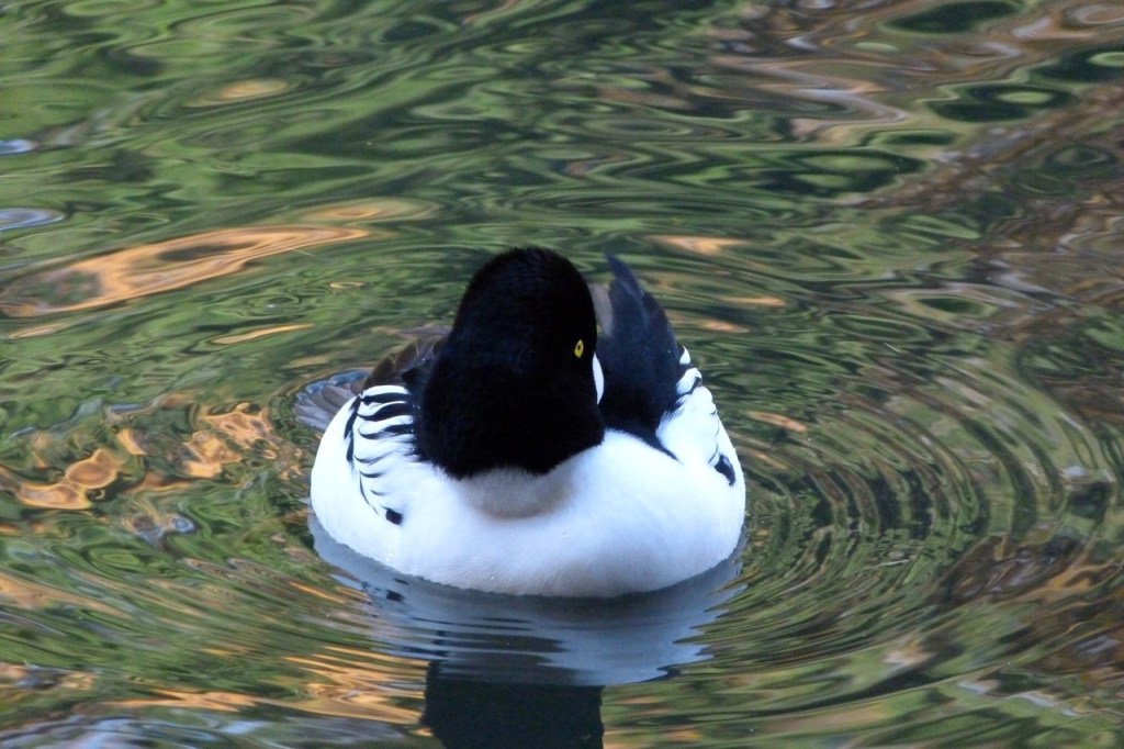 Bufflehead Duck 4
