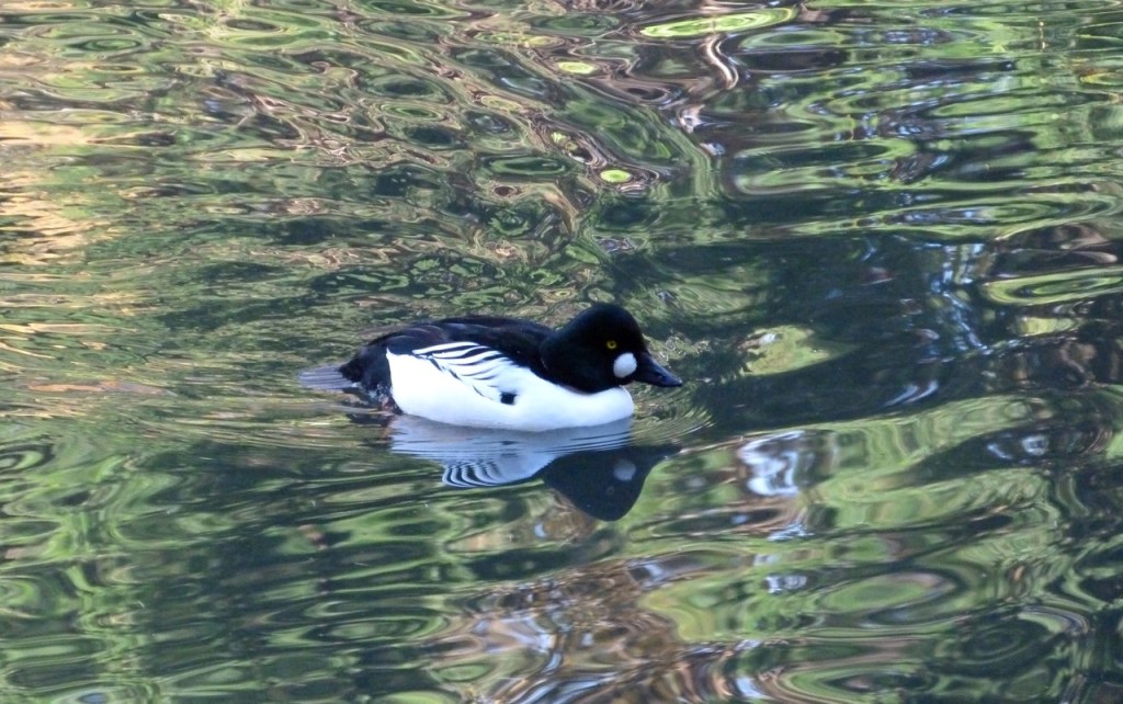 Bufflehead Duck 6