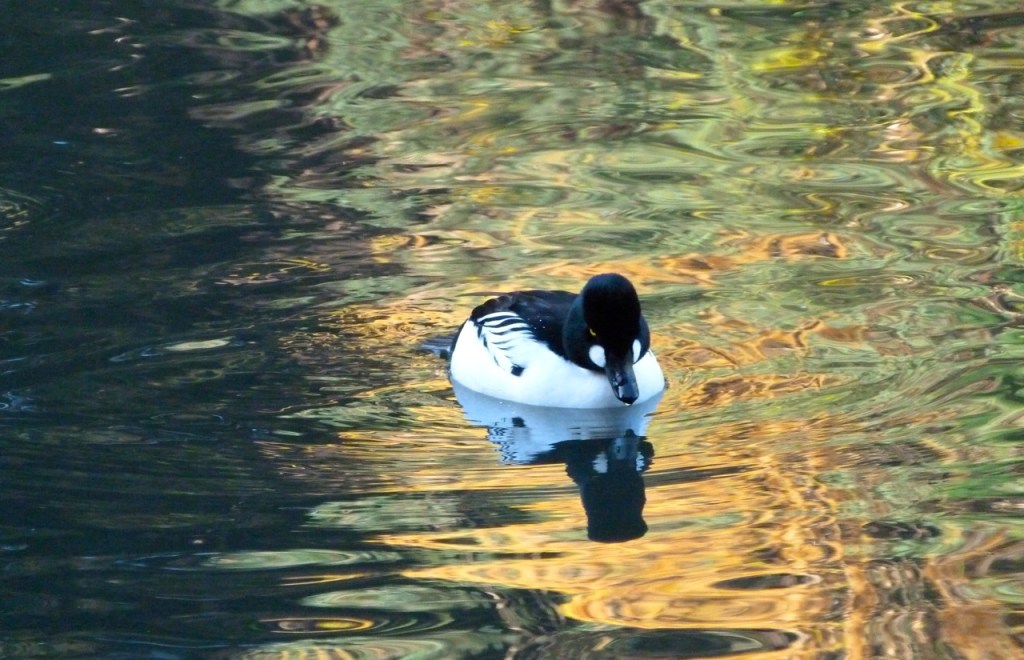 Bufflehead Duck 7