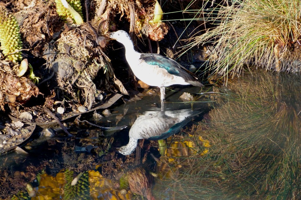 Comb Duck (female) 1