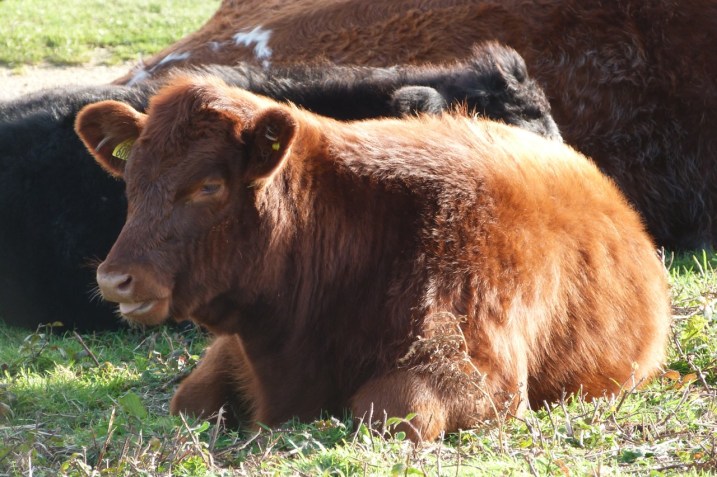 COWS ON MOTTISTONE DOWN, IOW Cows IoW 3