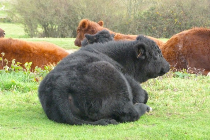 COWS ON MOTTISTONE DOWN, IOW Cows IoW 4