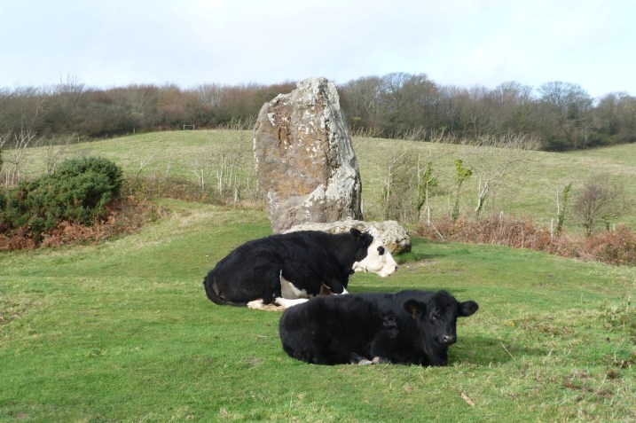 COWS ON MOTTISTONE DOWN, IOW Cows IoW 5