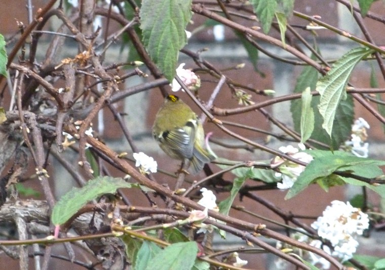 Goldcrest 2
