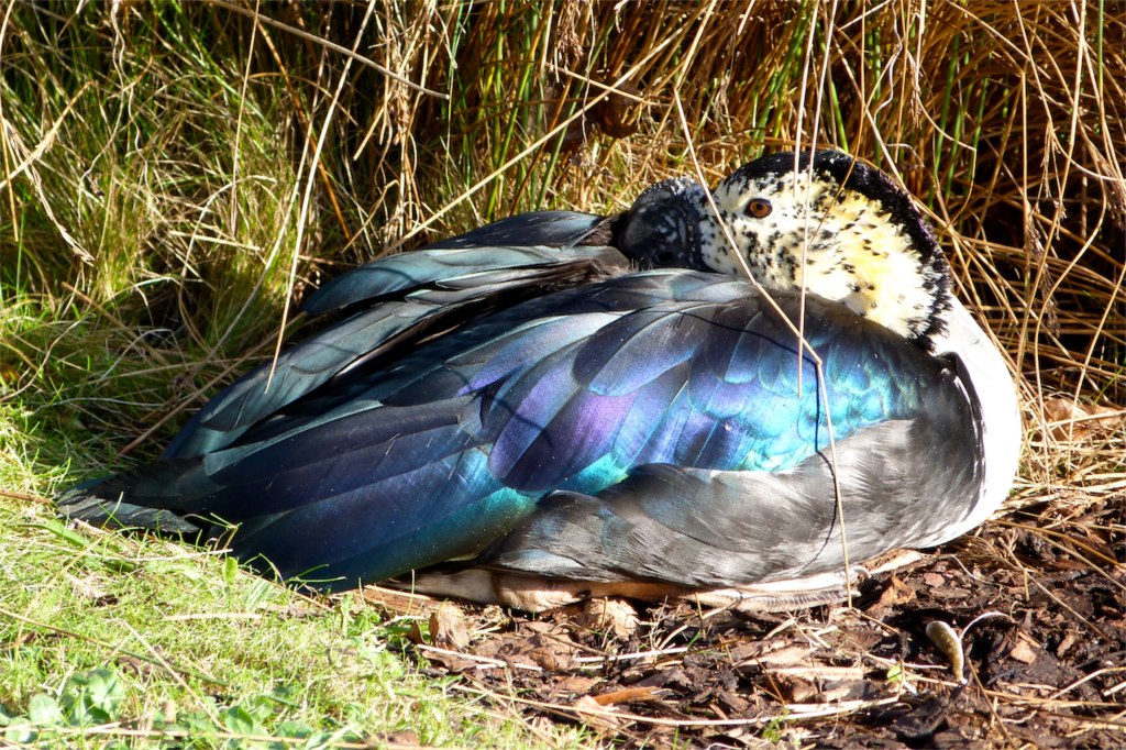 COMB / KNOB-BILLED DUCKS (SARKIDIORNIS MELANOTOS)  ROLLING HARBOUR GALLERY