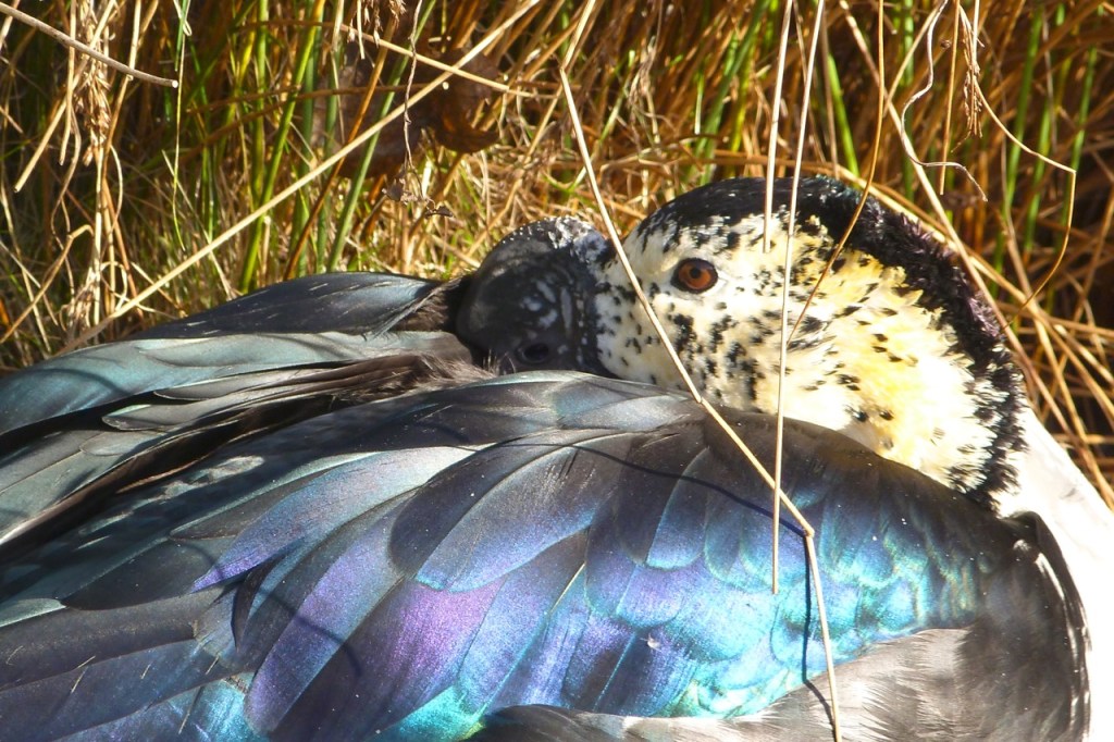 Knob-billed Duck (Sarkidiornis melanotos), or Comb Duck 2