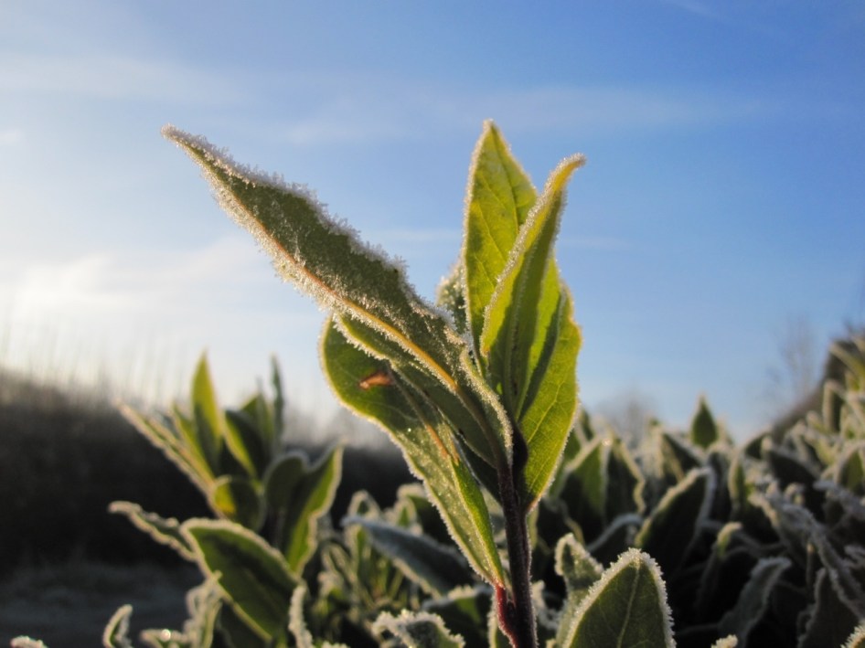 Frost Crystals Dorset 1