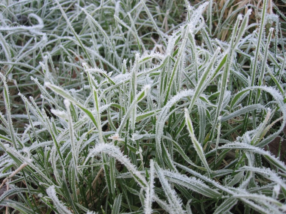 Frost Crystals Dorset 5