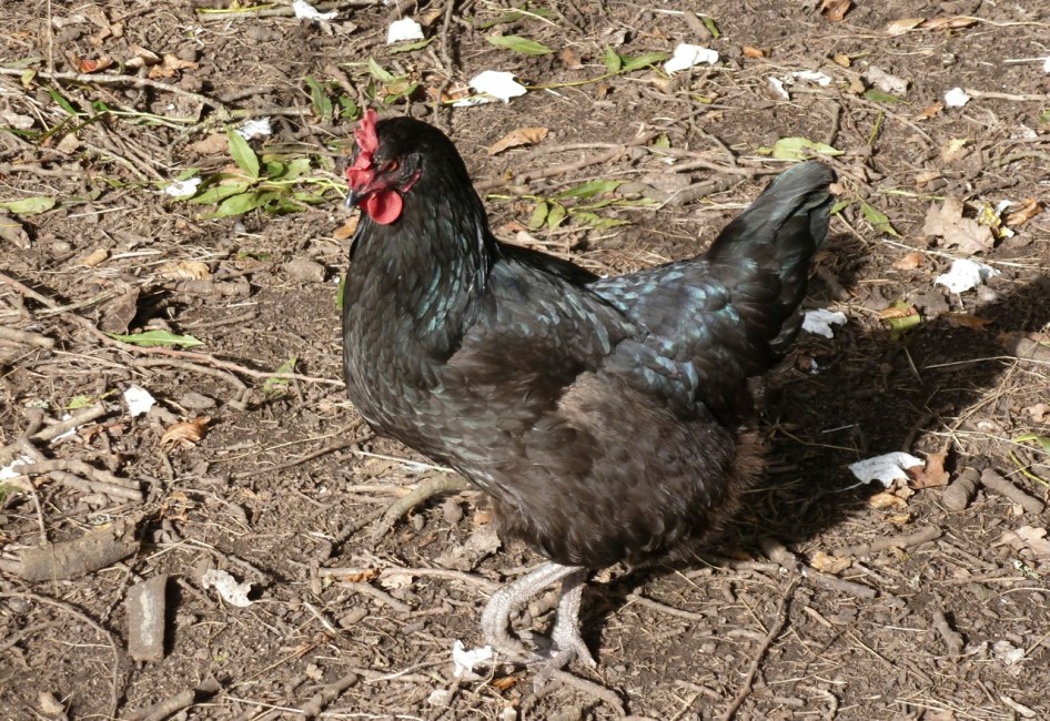 Hens in the Paddock 2