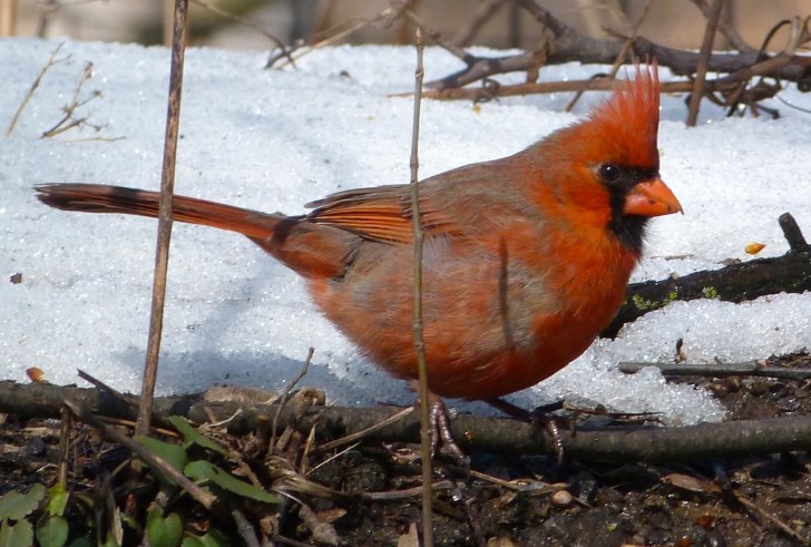 Northern Cardinal NYC 1