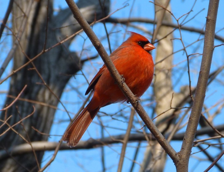 Northern Cardinal NYC 3