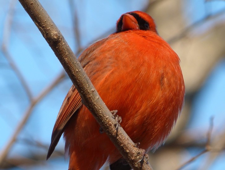 Northern Cardinal NYC  4