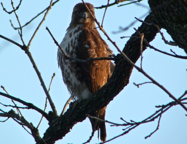 Red-tailed Hawk CP 7