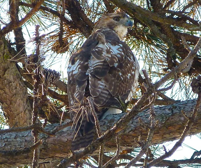 Red-tailed Hawk PPB 5