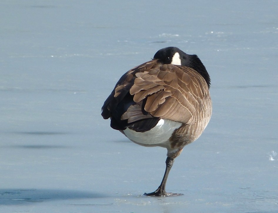 Canada Geese Prospect Park 1