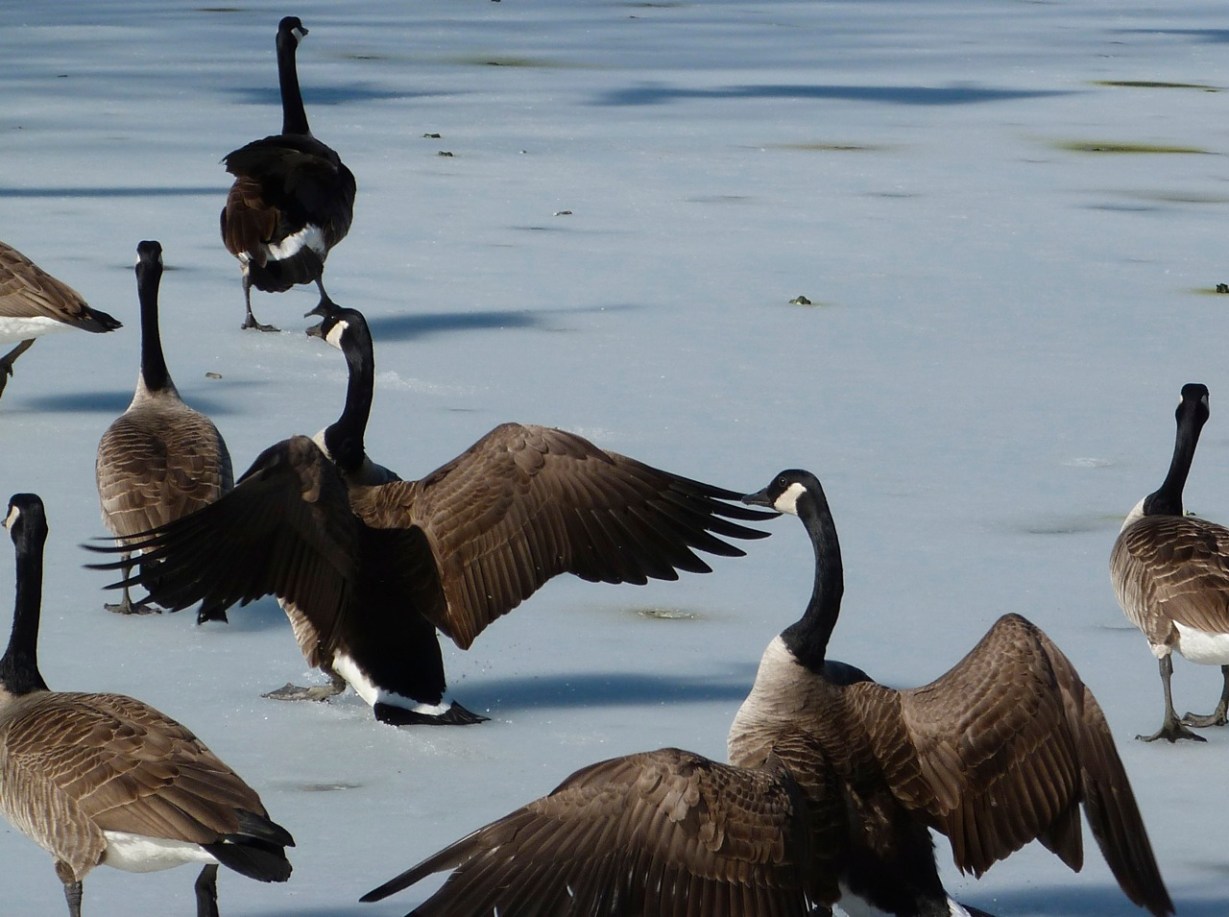Canada Geese Prospect Park 4