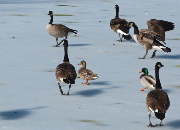 Canada Geese Prospect Park 6