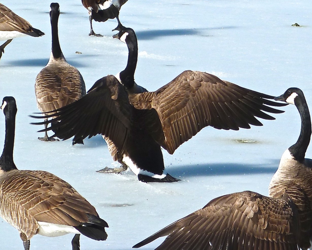 Canada Geese Prospect Park 7