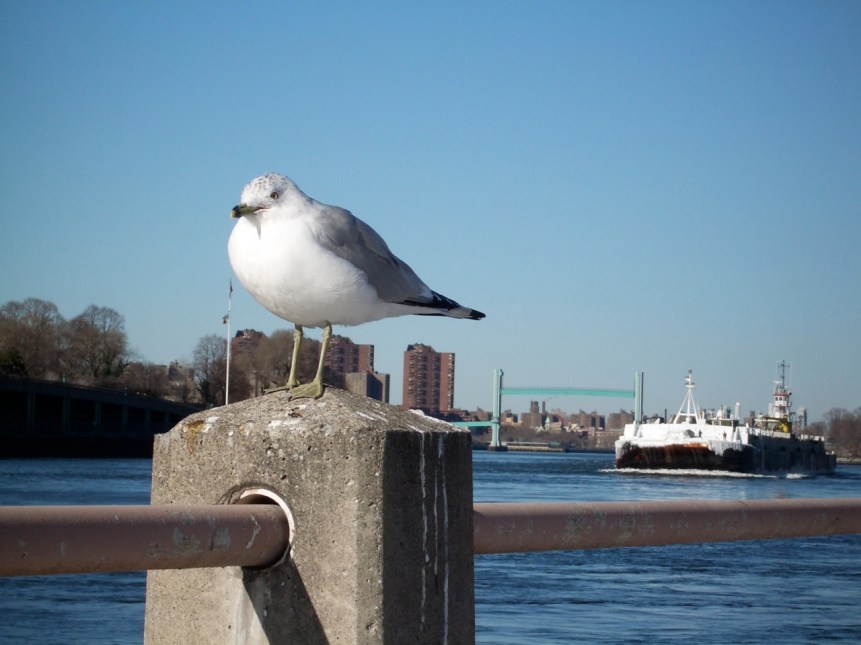 Gull, Ship & Lift Bridge, NYC