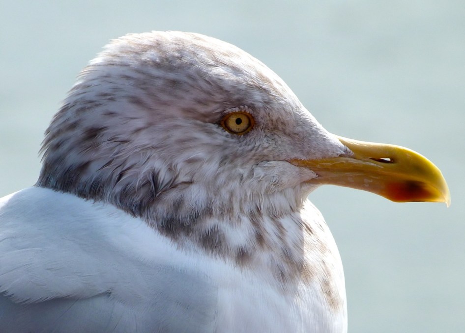 Herring Gull 5