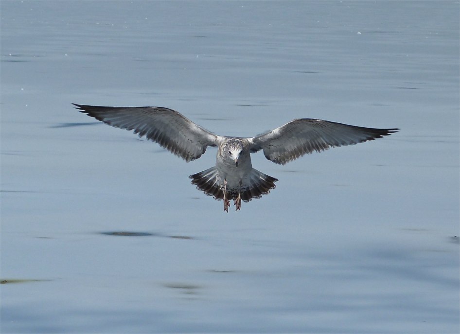 Prospect Gulls 5