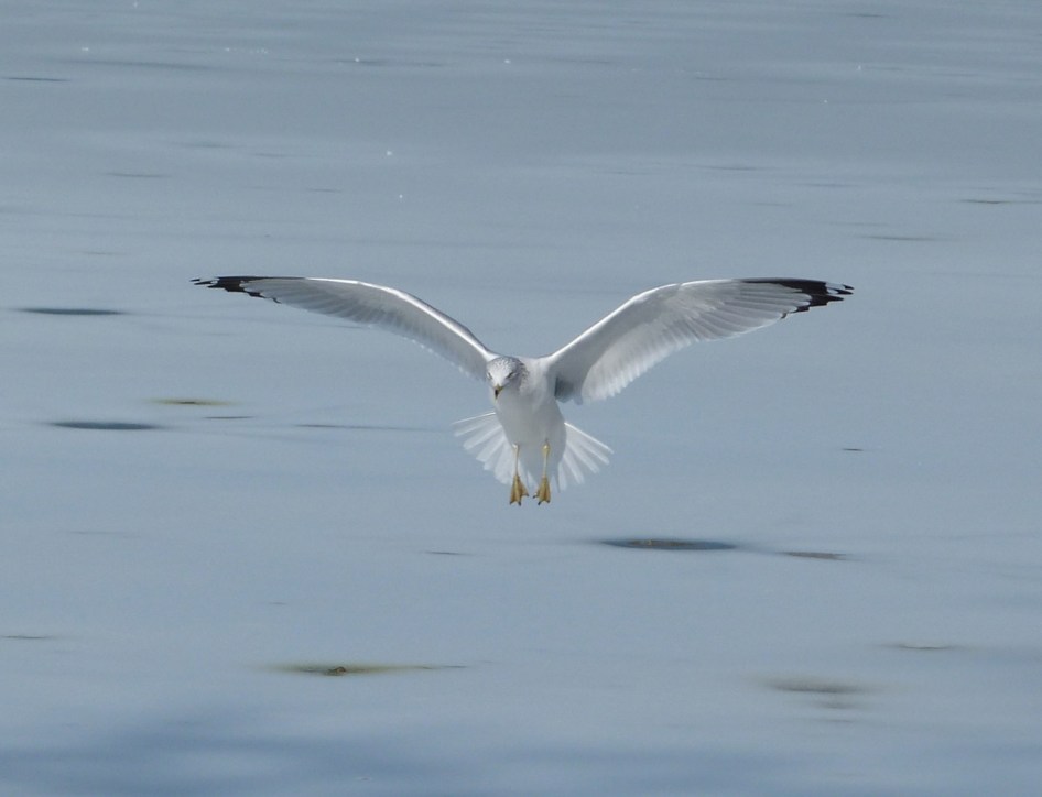 Prospect Gulls 6